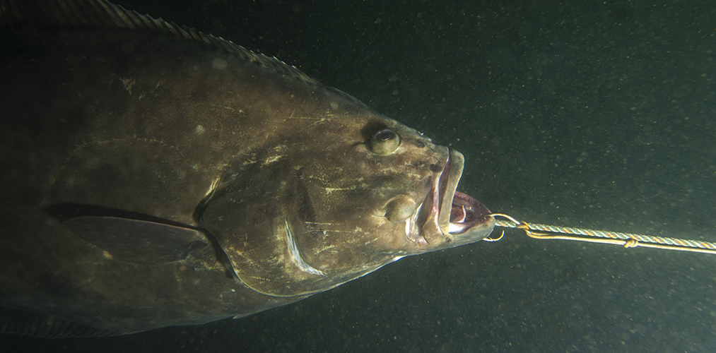 Alaska Halibut Season Opens March 6 NOAA Fisheries